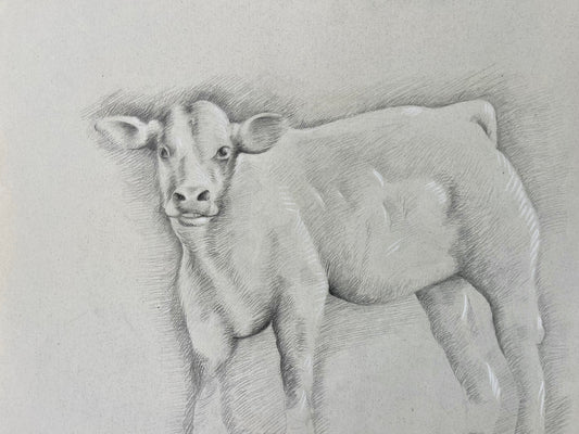 CALF
